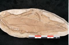 Foto (Detailansicht) von Eucalyptus sp. (NHMW-GEO-2024-0188-11466)